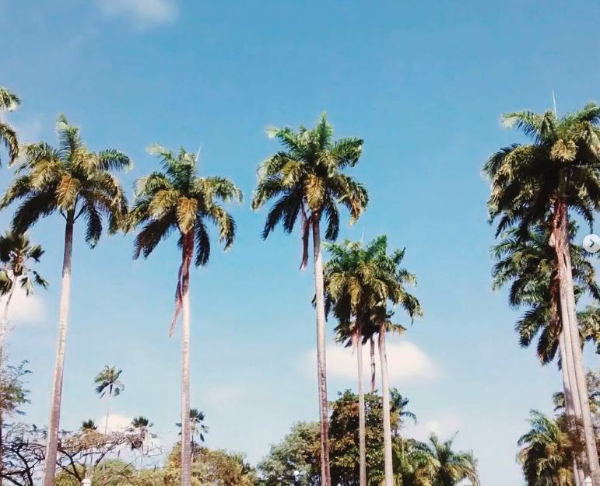 Palm trees in Recife