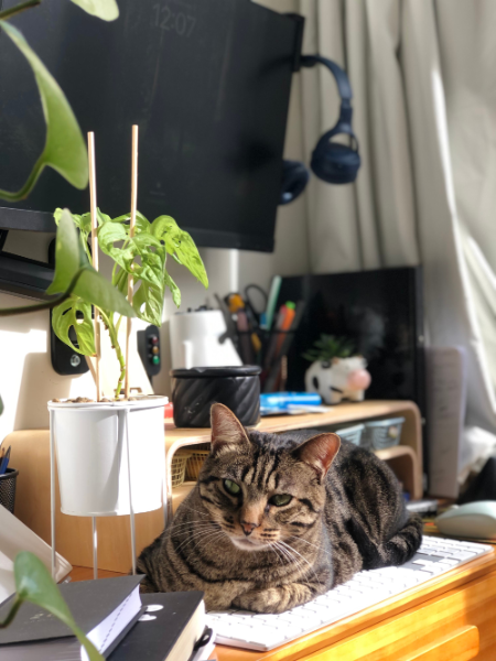 Cat on the keyboard